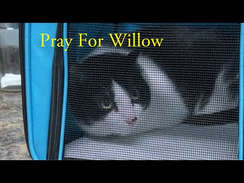 Update On Willow. She’s Been Struggling!