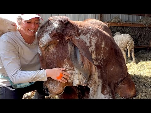Rejected bull just wants to be everyone's friend