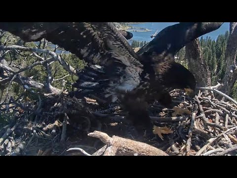 Congrats Sunny 🥳 First short hover in the air🚁💕 Big Bear Eagles / 12:23 / 2025-05-13