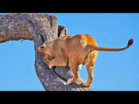 Lion Digs Inside Tree to Get to Leopard Cub that’s Hiding