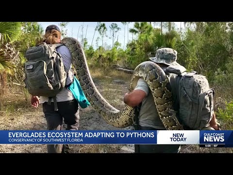 Apex predator found dead; Is the Everglades fighting back against Burmese pythons?