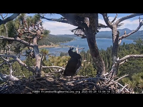 5-29-2025 An Official 3.3 Second HOVER! - Special Announcement!