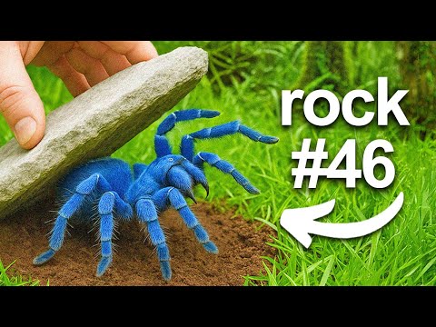 I Flipped 100 Rocks in a Rainforest, Here's What I Found...