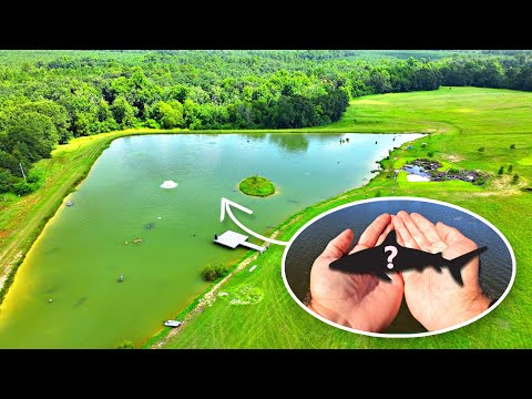 This Tiny Fish Solved a Major Problem at the 5 Acre Pond!