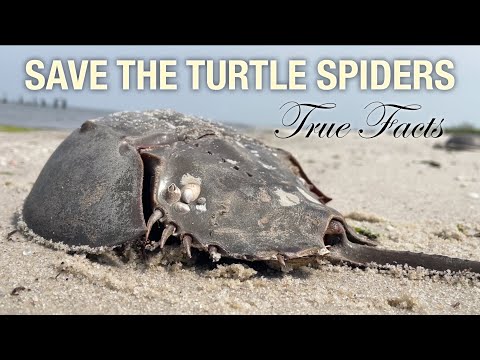True Facts: Turtle Spiders Of The Sea
