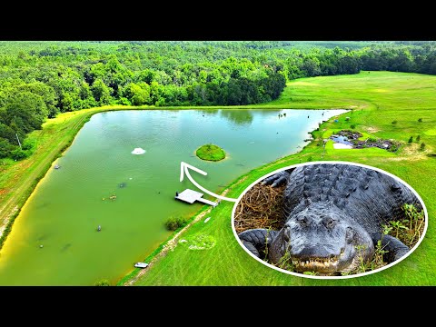 Alligators at the 5 Acre Pond!