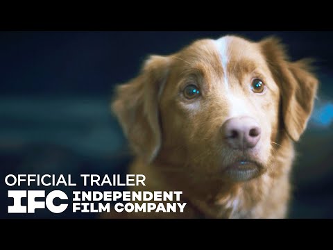 Good Boy - Official Trailer | HD | IFC Films